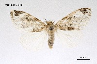 藏品(灰白毒蛾)的圖片